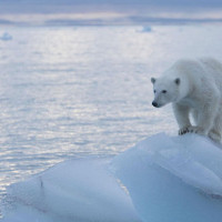 bear_3191458b